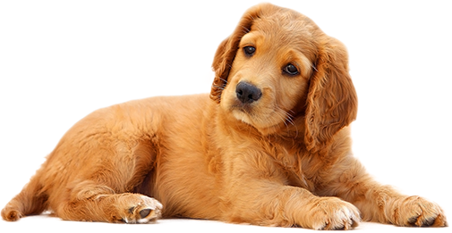 cool puppy